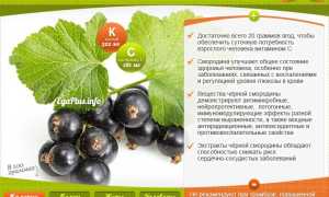 Польза черной смородины для здоровья: 6 полезных эффектов и их значение