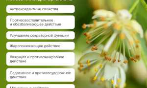 Липа помогает при простуде? Клинические данные и исследования