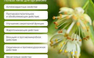 Липа помогает при простуде? Клинические данные и исследования