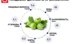 7 полезных свойств крыжовника для здоровья и благополучия