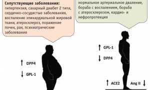 Люди с ожирением тяжелее переносят COVID-19: важные факты и исследования