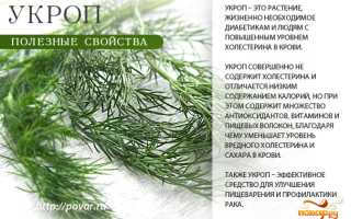 Чем полезен и вреден для здоровья укроп, как правильно его употреблять в рационе