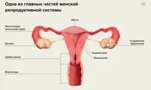 Болезненные месячные – почему нельзя оставлять их без внимания