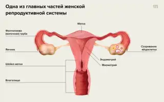 Болезненные месячные – почему нельзя оставлять их без внимания