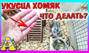 Что делать, если ребенка укусил хомяк? Полезные советы и рекомендации.