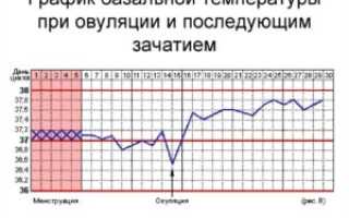 Температура тела в овуляцию