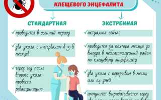 Вакцинация против клещевого энцефалита: как её проводят и зачем она нужна для здоровья?