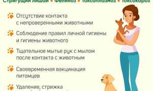Болезни, передающиеся от кошек человеку: важная информация для владельцев