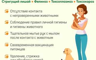 Болезни, передающиеся от кошек человеку: важная информация для владельцев