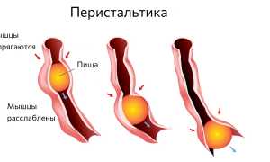 Откуда берутся громкие звуки в животе? Это нормально? Узнайте причины и советы
