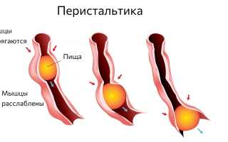 Откуда берутся громкие звуки в животе? Это нормально? Узнайте причины и советы