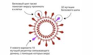 Дельта-штамм коронавируса: симптомы у взрослых и их особенности
