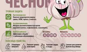Помогает ли чеснок от простуды и гриппа? Научные данные и рекомендации