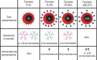 Какая группа крови лучше сопротивляется COVID-19 и почему?