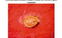 Имплантация плодного яйца ощущения