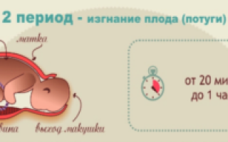 Сколько длится одна потуга