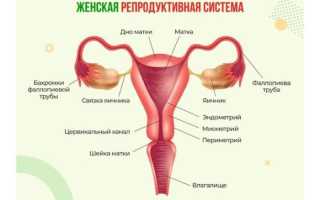 Почему развивается женское бесплодие? Важные аспекты и причины