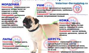 Бывает ли аллергия на собак? Узнайте причины и симптомы