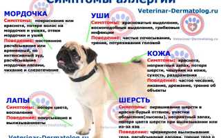 Бывает ли аллергия на собак? Узнайте причины и симптомы