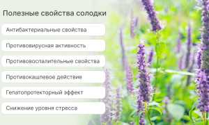 Какими полезными свойствами обладает корень солодки для здоровья