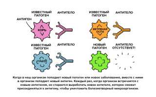 Как можно уничтожить вирус: обзор средств и методов для защиты здоровья