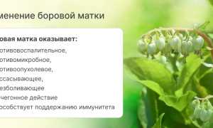 Что такое боровая матка и чем она полезна для женского здоровья: полезные свойства и применение