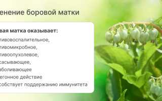 Что такое боровая матка и чем она полезна для женского здоровья: полезные свойства и применение