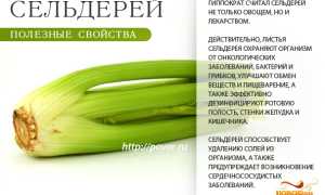 5 полезных свойств сельдерея для здоровья и возможный вред для организма