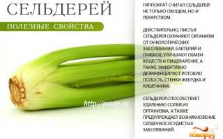 5 полезных свойств сельдерея для здоровья и возможный вред для организма