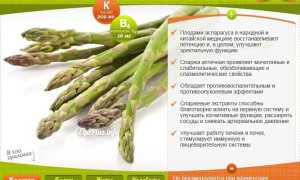 Полезна ли спаржа для здоровья: 9 научных фактов об этом овоще и его преимуществах