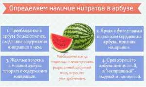 Как определить нитратный арбуз: 5 верных признаков для здоровья