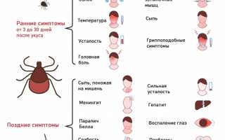 Болезнь Лайма — что это такое и как с ней бороться?