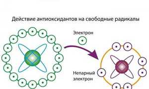 Как работают антиоксиданты и что это такое в нашем организме