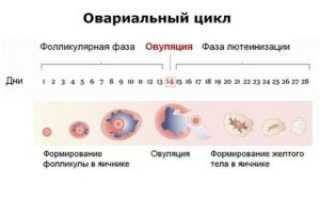Как определить что произошло зачатие после овуляции