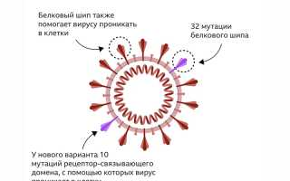 Как меняются симптомы COVID-19 день за днем, симптомы дельта-штамма и омикрон-штамма: анализ и рекомендации