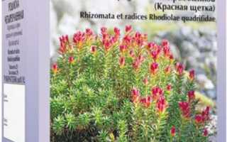 Чем полезна красная щетка (родиола четырехнадрезная) для женского здоровья и благополучия