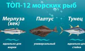 Самые полезные виды рыбы и морепродуктов для человека на каждый день для здоровья