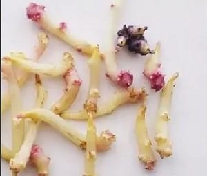 польза картофельных ростков