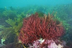 irlandskij-mox-polza