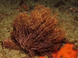 irlandskij-mox-polza