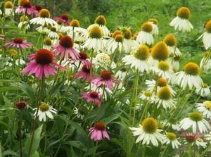 эхинацея