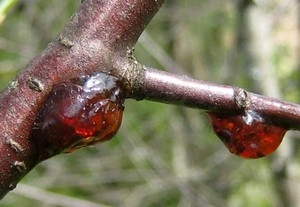 смолу плодовых деревьев