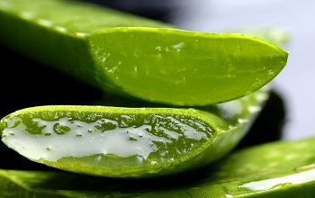 Свежий лист алоэ